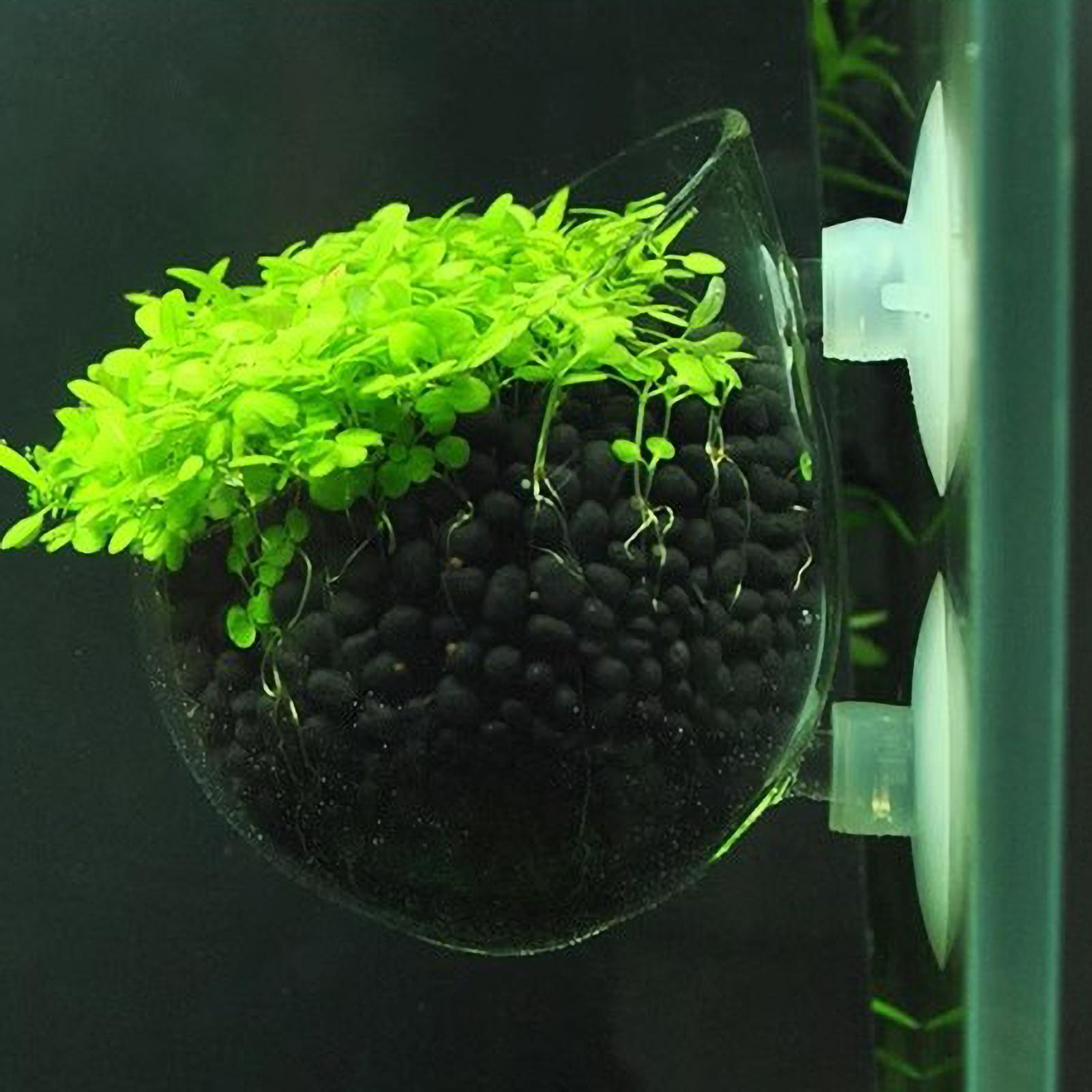 Aquarium Plant Vine - Tempat Tanaman Akuarium Kaca dengan Suction