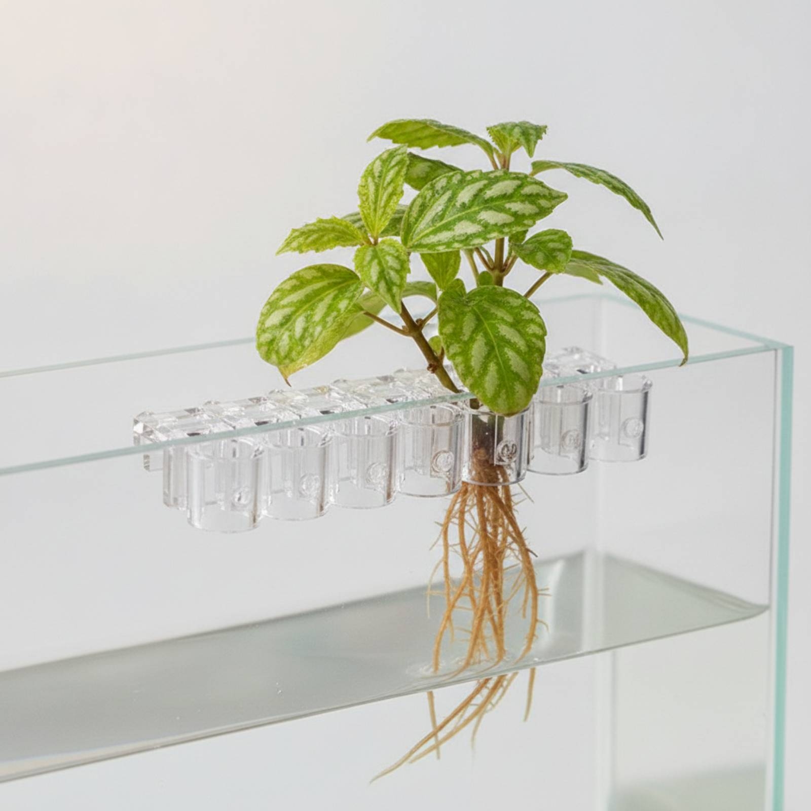 6 Buah Penjepit Penyangga Hidr - Aquarium Plant Original ulasan dan harga