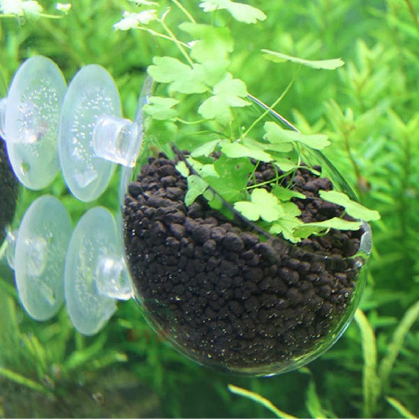 Tempat Tanaman Akuarium Kaca d - Aquarium Plant Vine ulasan dan harga