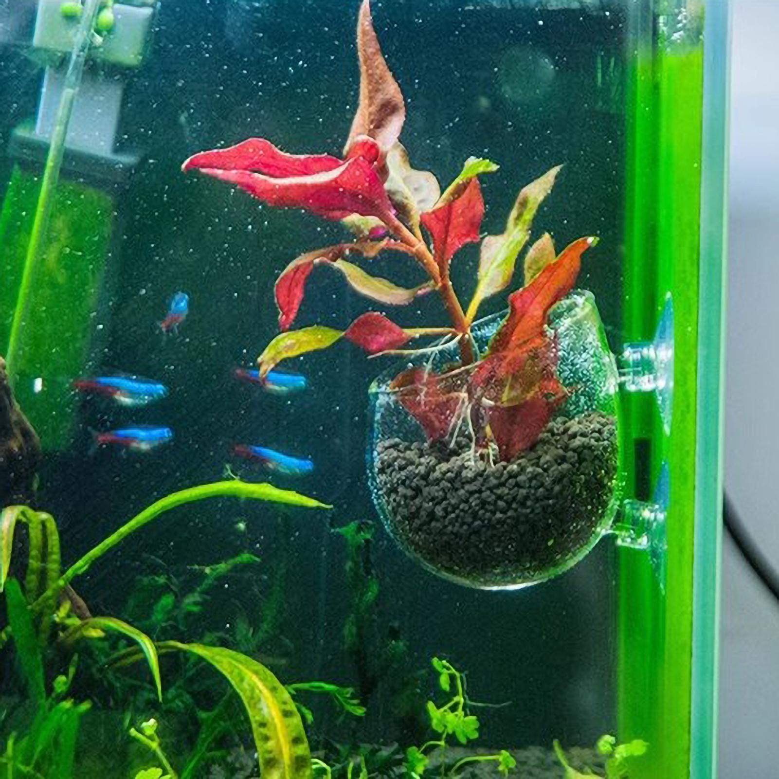 Tempat Tanaman Akuarium Kaca d - Aquarium Plant Vine ulasan dan harga