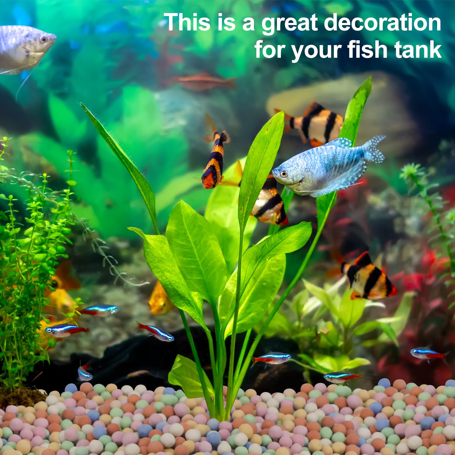 Tanaman hidroponik Dekorasi ak - Aquasoil Substrate ulasan dan harga