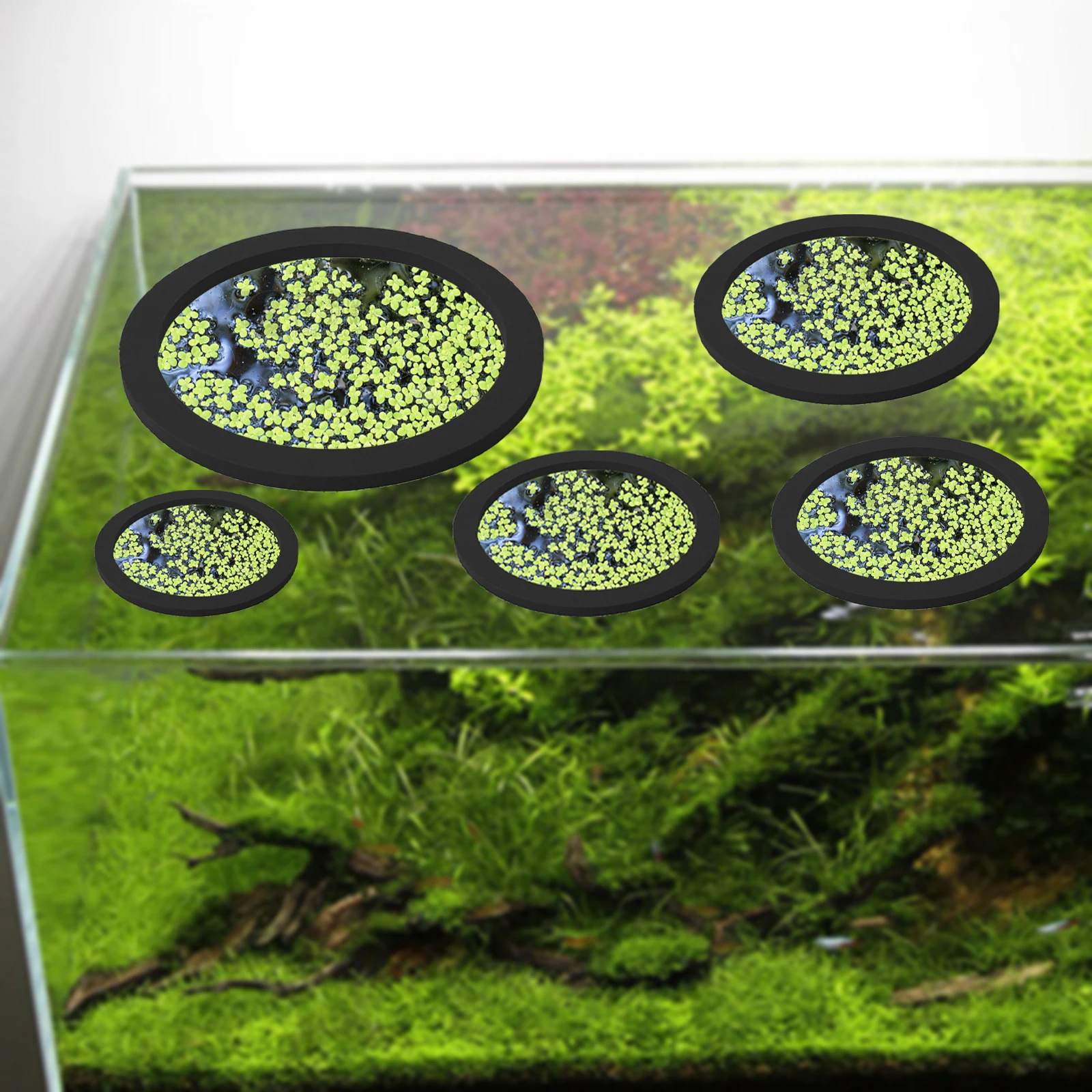 5 buah EVA cincin pemberi maka - Aquarium Plant Original ulasan dan harga