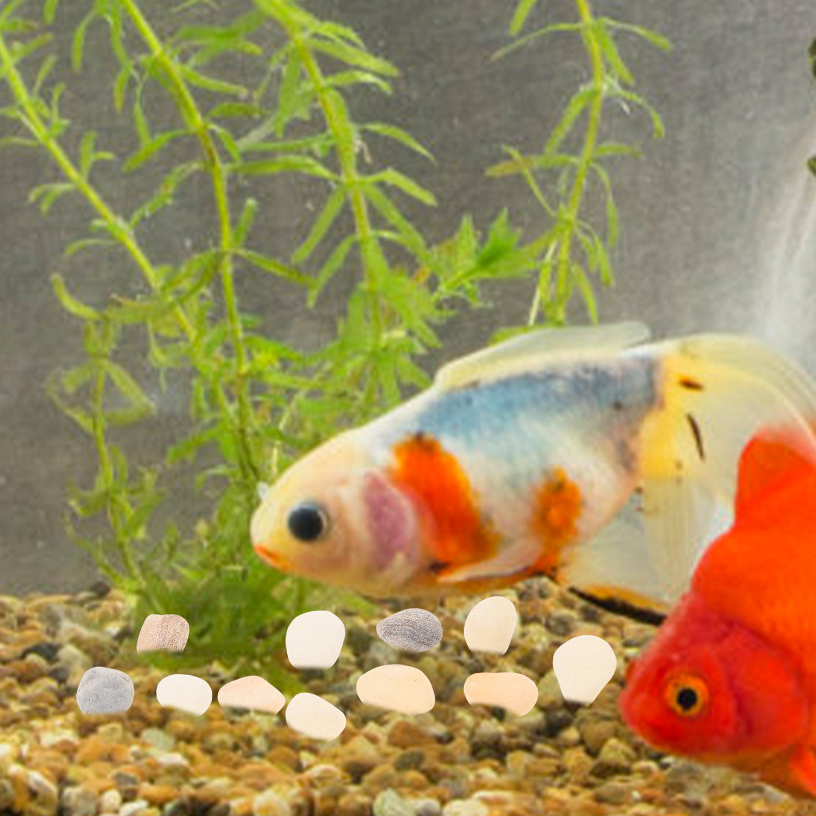 Kerikil Lanskap Alami untuk Ak - Planted Aquarium With Gravel ulasan dan harga