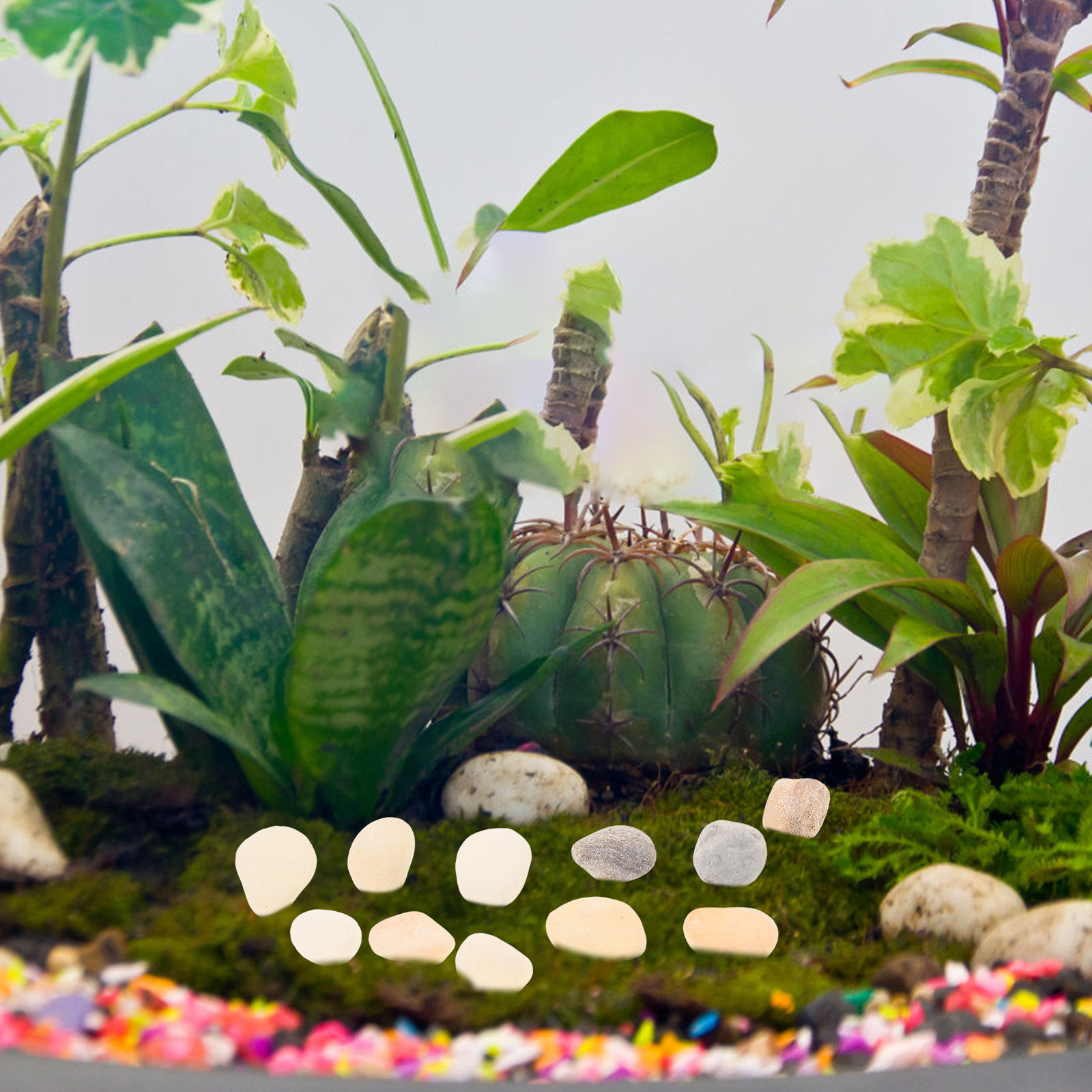 Kerikil Lanskap Alami untuk Ak - Planted Aquarium With Gravel ulasan dan harga