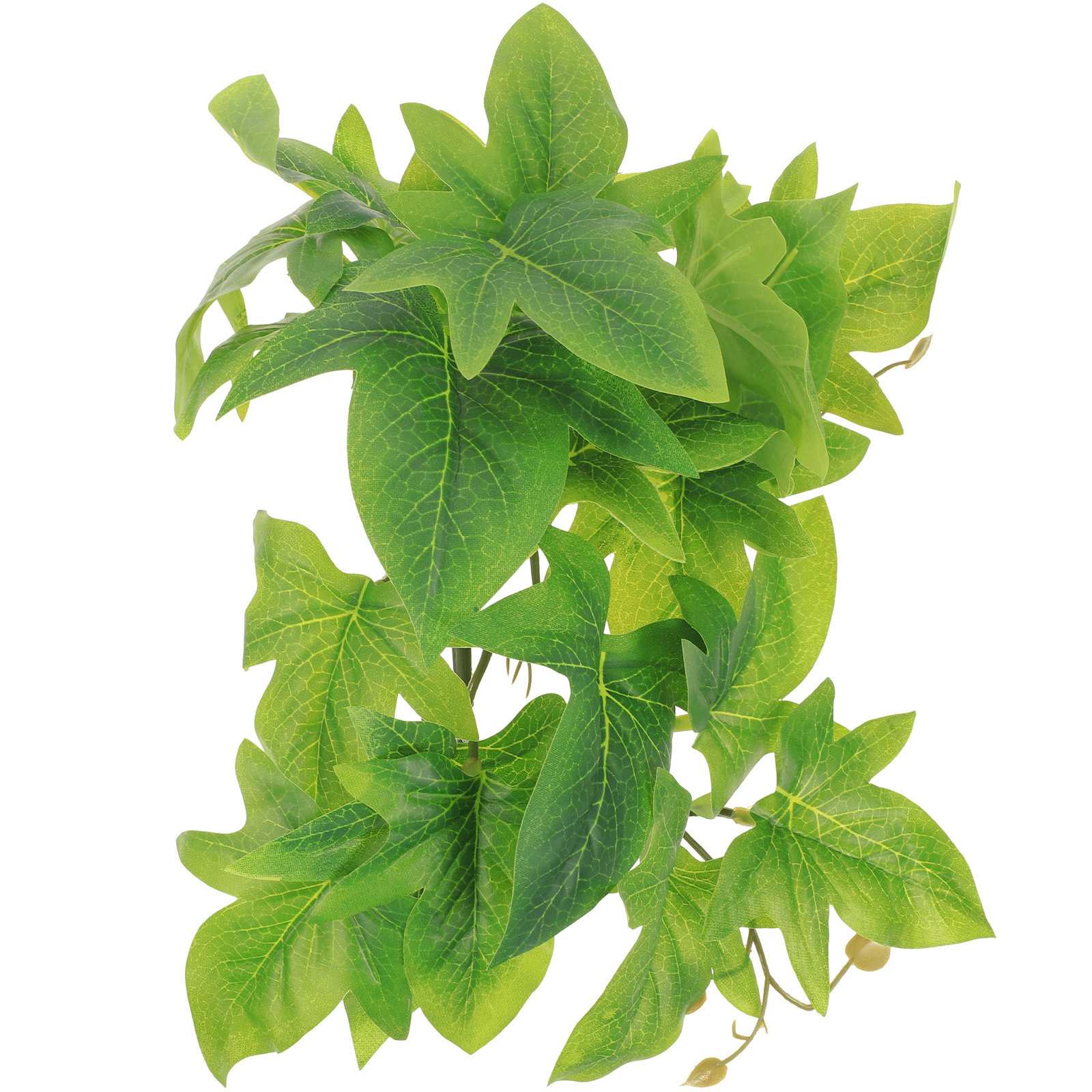 Tanaman Hias Dinding Terarium  - Aquarium Plant Vine ulasan dan harga